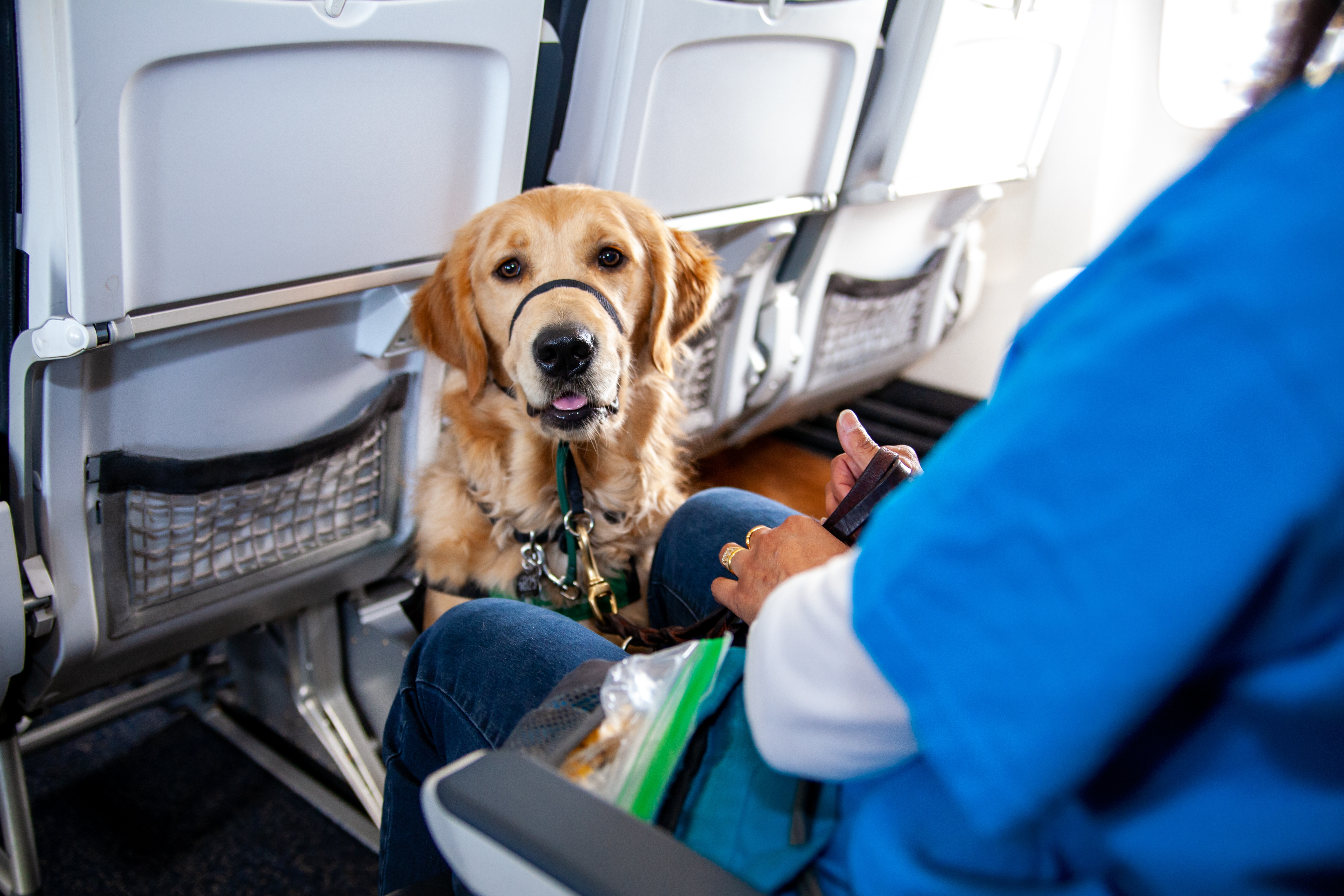 viajando en avión con animales