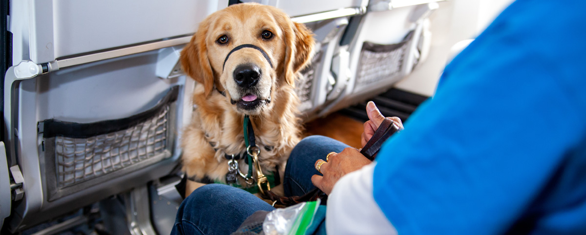 Viajando en Avión Con Animales
